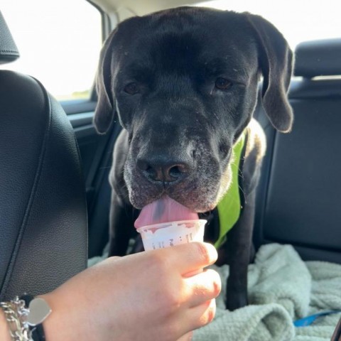 Reggie, an adoptable Black Labrador Retriever in Corpus Christi, TX, 78415 | Photo Image 2