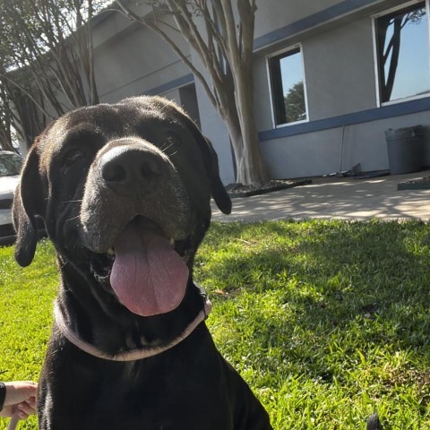 Reggie, an adoptable Black Labrador Retriever in Corpus Christi, TX, 78415 | Photo Image 3