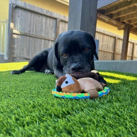 Reggie, an adoptable Black Labrador Retriever in Corpus Christi, TX, 78415 | Photo Image 3