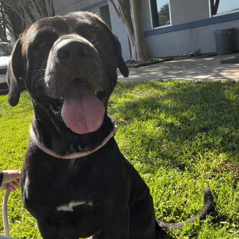 Reggie, an adoptable Black Labrador Retriever in Corpus Christi, TX, 78415 | Photo Image 4