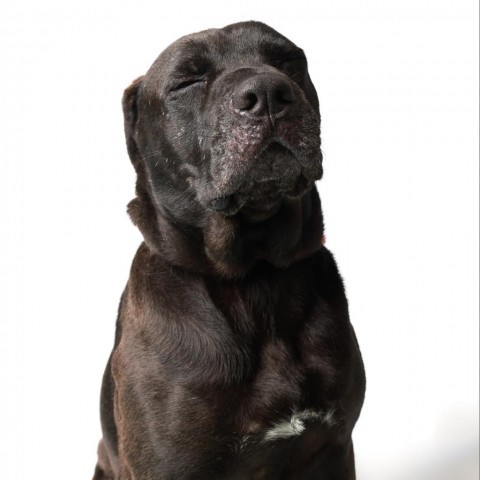 Reggie, an adoptable Black Labrador Retriever in Corpus Christi, TX, 78415 | Photo Image 5
