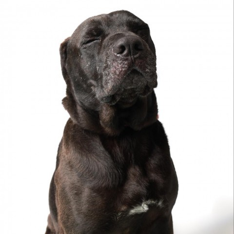 Reggie, an adoptable Black Labrador Retriever in Corpus Christi, TX, 78415 | Photo Image 6