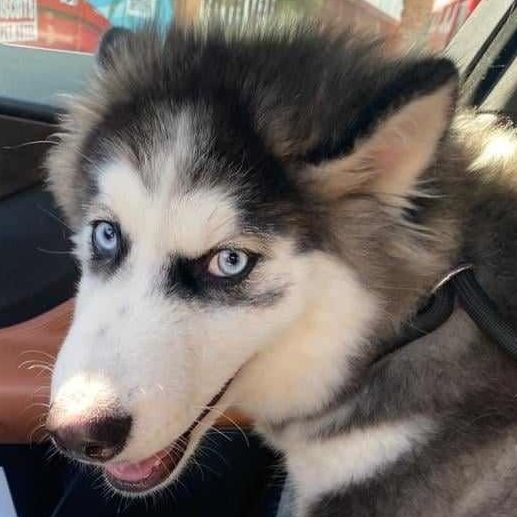 Dog for adoption - Quinn, a Siberian Husky in Scarborough, ON | Petfinder