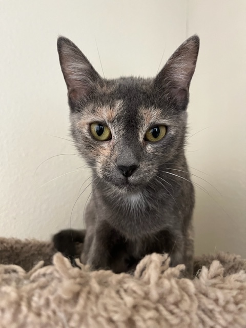 Carol, an adoptable Dilute Tortoiseshell in Hollister, CA_image-4
