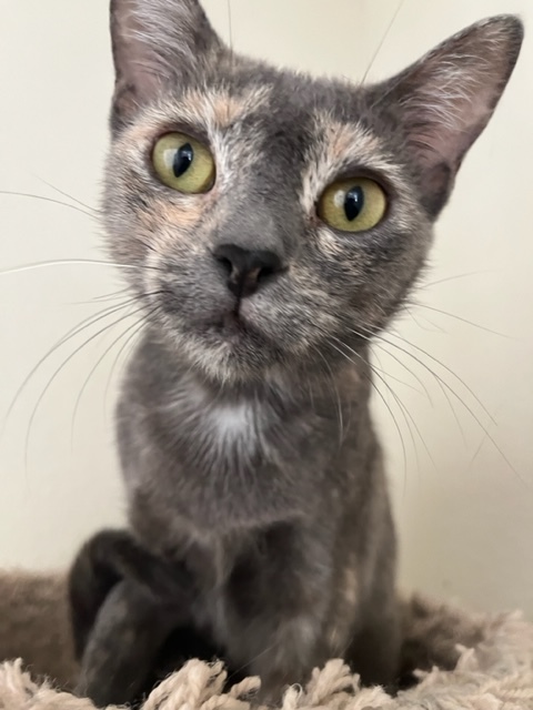 Carol, an adoptable Dilute Tortoiseshell in Hollister, CA_image-1