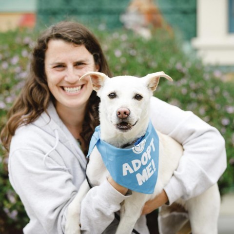 Billy, an adoptable Labrador Retriever in Pacific Grove, CA, 93950 | Photo Image 5