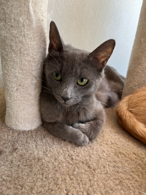 Pewter, an adoptable Domestic Short Hair in Hollister, CA_image-4