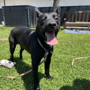 This adorable pup is Onyx Hes a bit shy at first but this sweet boy has tons of love to