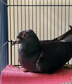 Zelda is a very strong intense brave little pigeon racing survivor She suffered a break in her le