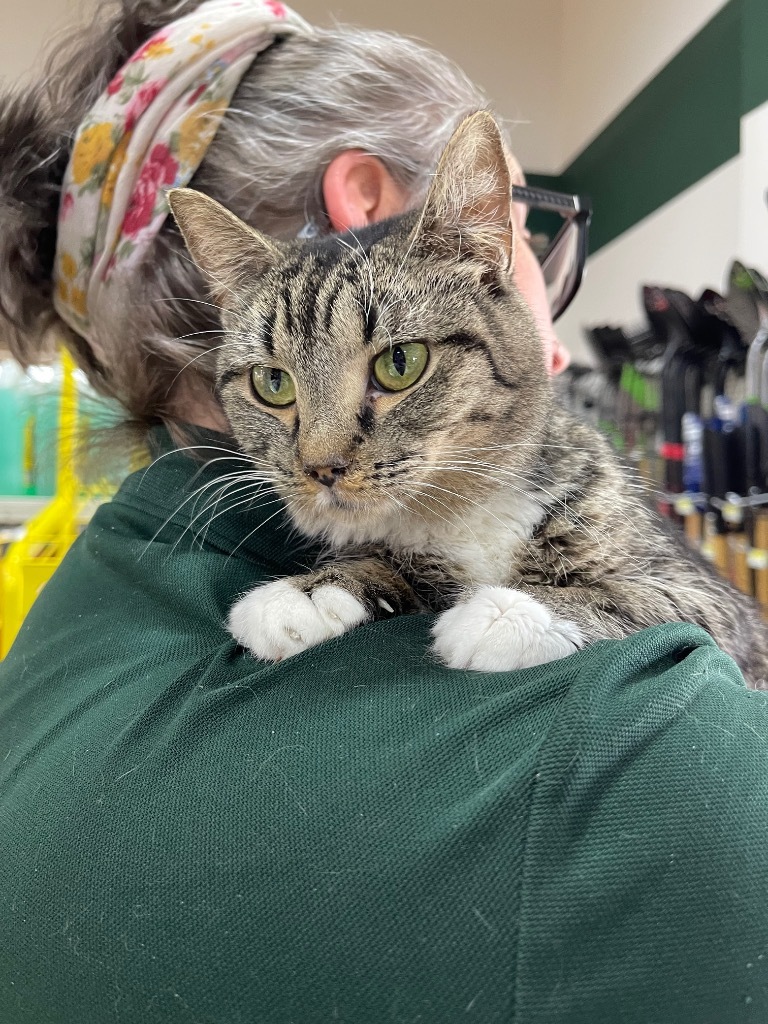 Calliope, an adoptable Domestic Short Hair in Brainardsville, NY, 12915 | Photo Image 1