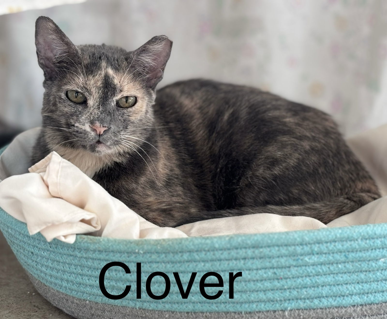Clover