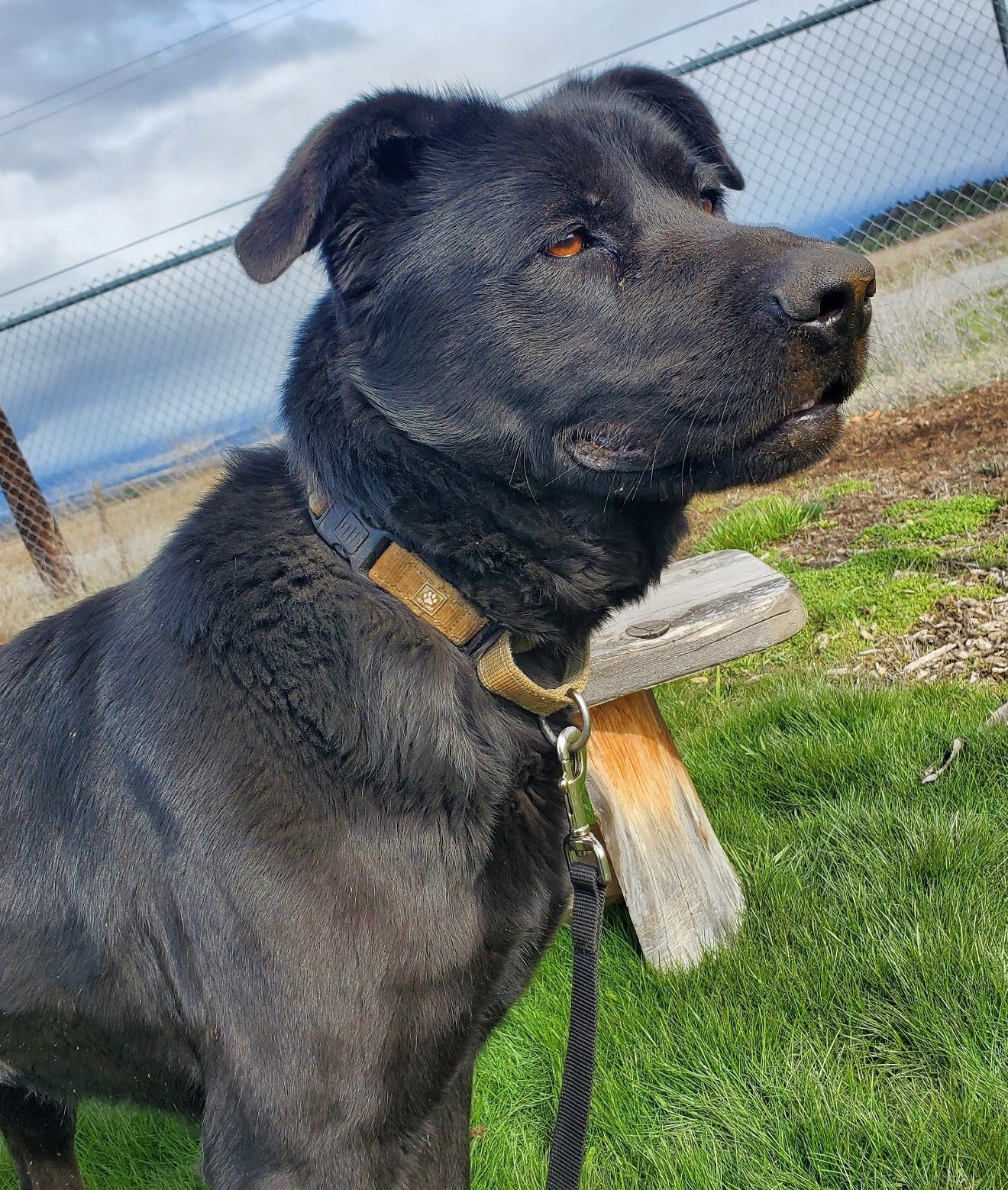 Stormi, an adoptable Labrador Retriever, Shepherd in Yreka, CA, 96097 | Photo Image 1