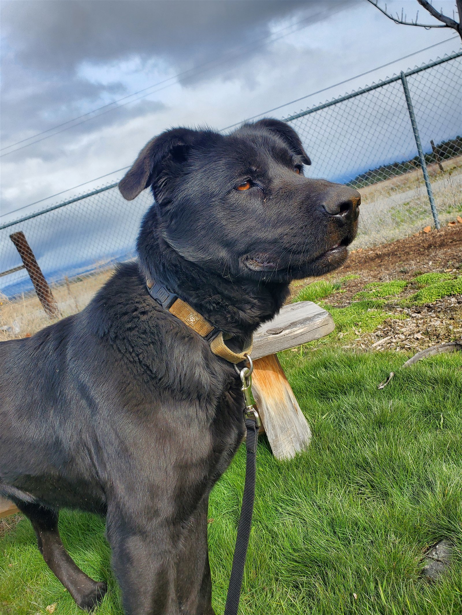Stormi, an adoptable Labrador Retriever, Shepherd in Yreka, CA, 96097 | Photo Image 2
