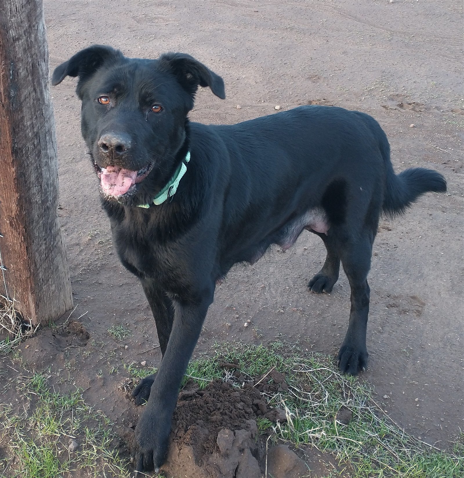 Stormi, an adoptable Labrador Retriever, Shepherd in Yreka, CA, 96097 | Photo Image 3
