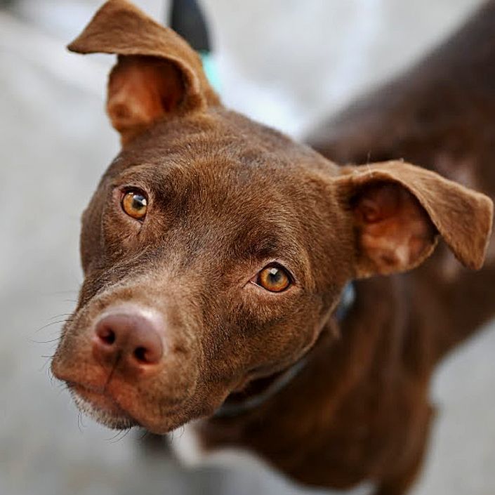 Aela, an adoptable Pit Bull Terrier & Labrador Retriever Mix in Oklahoma City, OK_image-3
