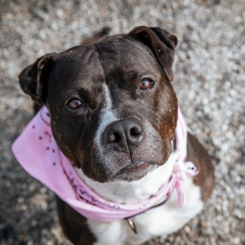 Piggy, an adoptable Mixed Breed in West Olive, MI, 49460 | Photo Image 1