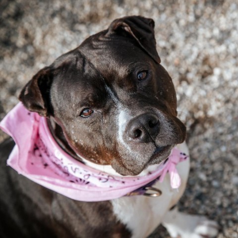 Piggy, an adoptable Mixed Breed in West Olive, MI, 49460 | Photo Image 2