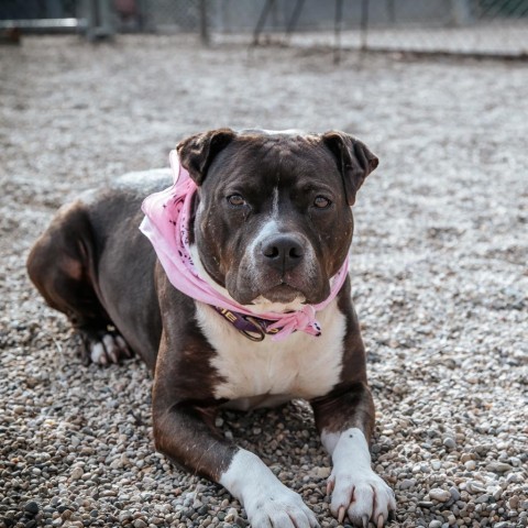 Piggy, an adoptable Mixed Breed in West Olive, MI, 49460 | Photo Image 3