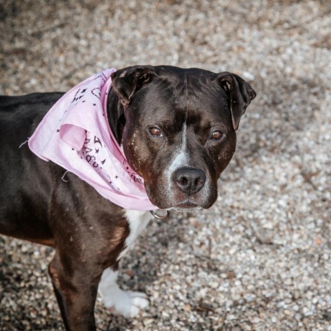 Piggy, an adoptable Mixed Breed in West Olive, MI, 49460 | Photo Image 4