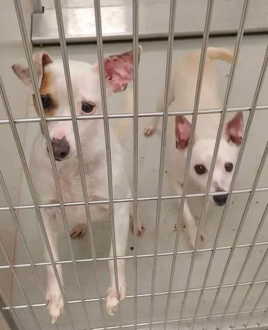 Ringo Star+, an adoptable Rat Terrier, Jack Russell Terrier in Columbia, TN, 38401 | Photo Image 1