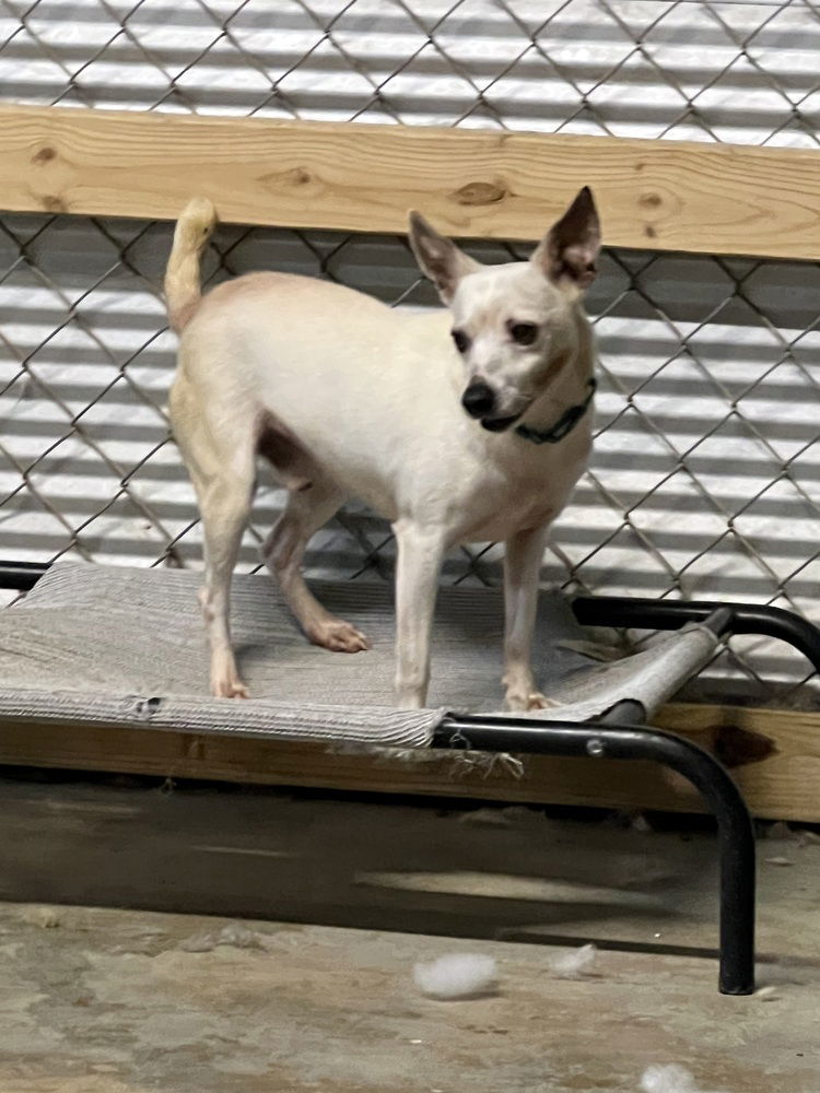 Ringo Star+, an adoptable Rat Terrier, Jack Russell Terrier in Columbia, TN, 38401 | Photo Image 2