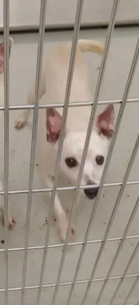 Ringo Star+, an adoptable Rat Terrier, Jack Russell Terrier in Columbia, TN, 38401 | Photo Image 3