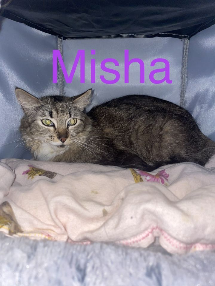 Misha 3
