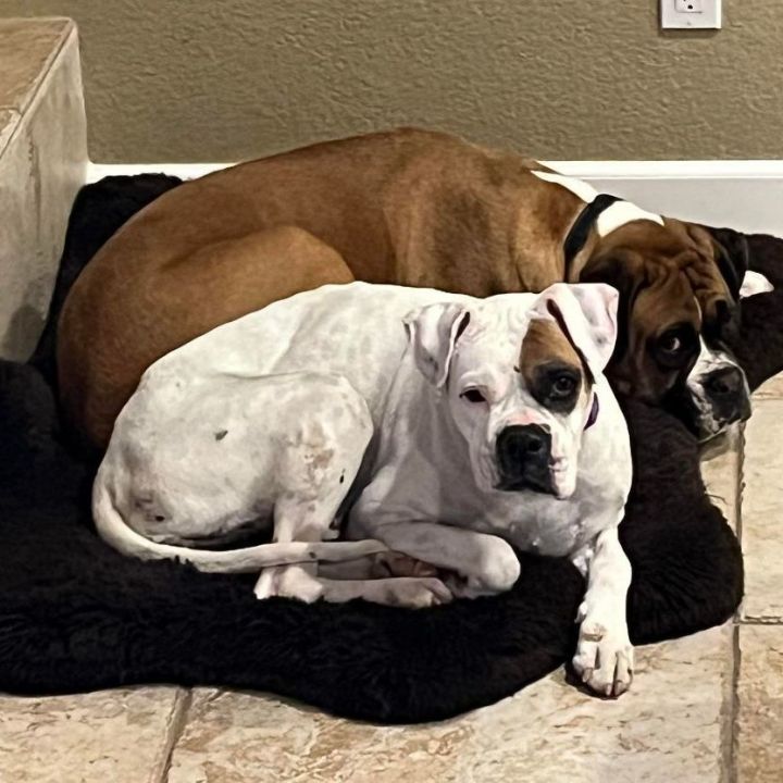 Dog for adoption - Joplin, a Boxer in Reno, NV | Petfinder