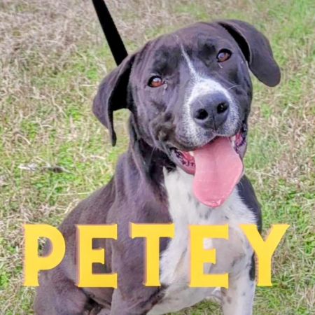 Petey photo
