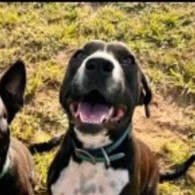 Petey, an adoptable Hound, Mixed Breed in Hackett, AR, 72937 | Photo Image 3