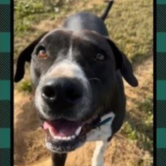 Petey, an adoptable Hound, Mixed Breed in Hackett, AR, 72937 | Photo Image 4