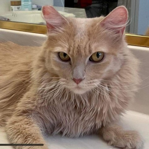 Fluff OS, an adoptable Domestic Long Hair in Las Vegas, NV, 89145 | Photo Image 1