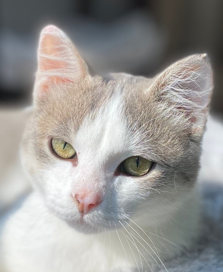 Hammie / Chestnut / Quincy (Bonded Trio), an adoptable Domestic Short Hair in Minneapolis, MN, 55419 | Photo Image 4