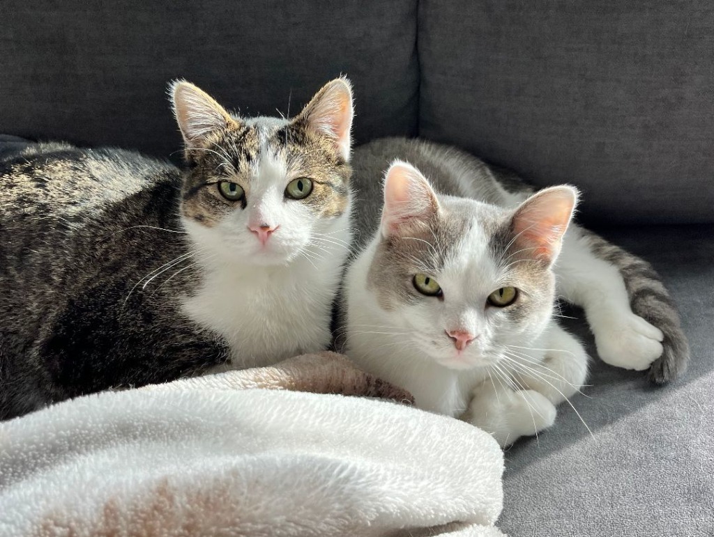 Hammie / Chestnut / Quincy (Bonded Trio), an adoptable Domestic Short Hair in Minneapolis, MN, 55419 | Photo Image 5