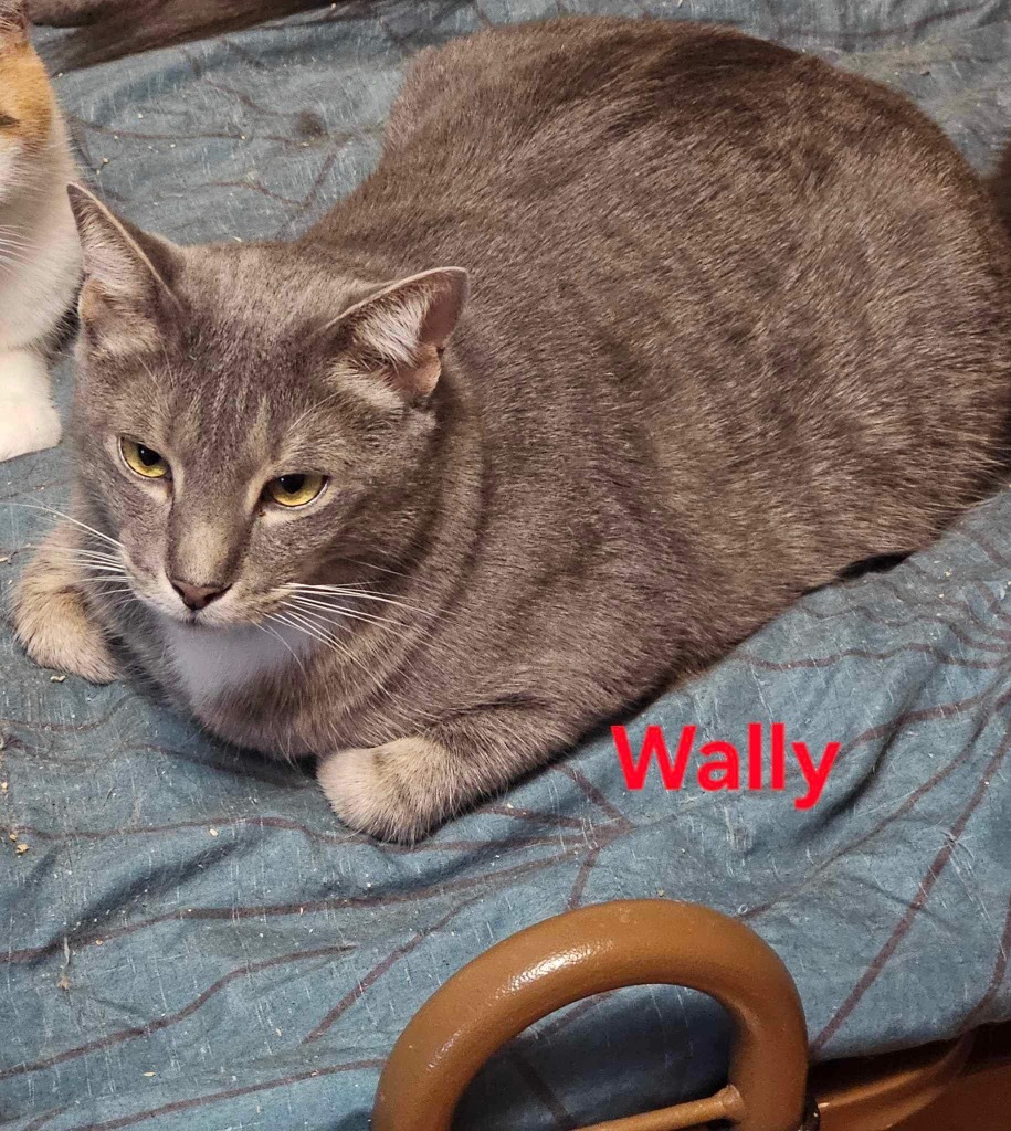 Wally, an adoptable Domestic Medium Hair in Plattsburgh, NY, 12901 | Photo Image 1