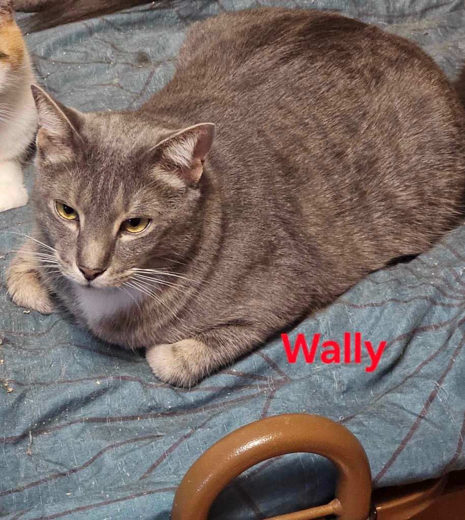 Wally