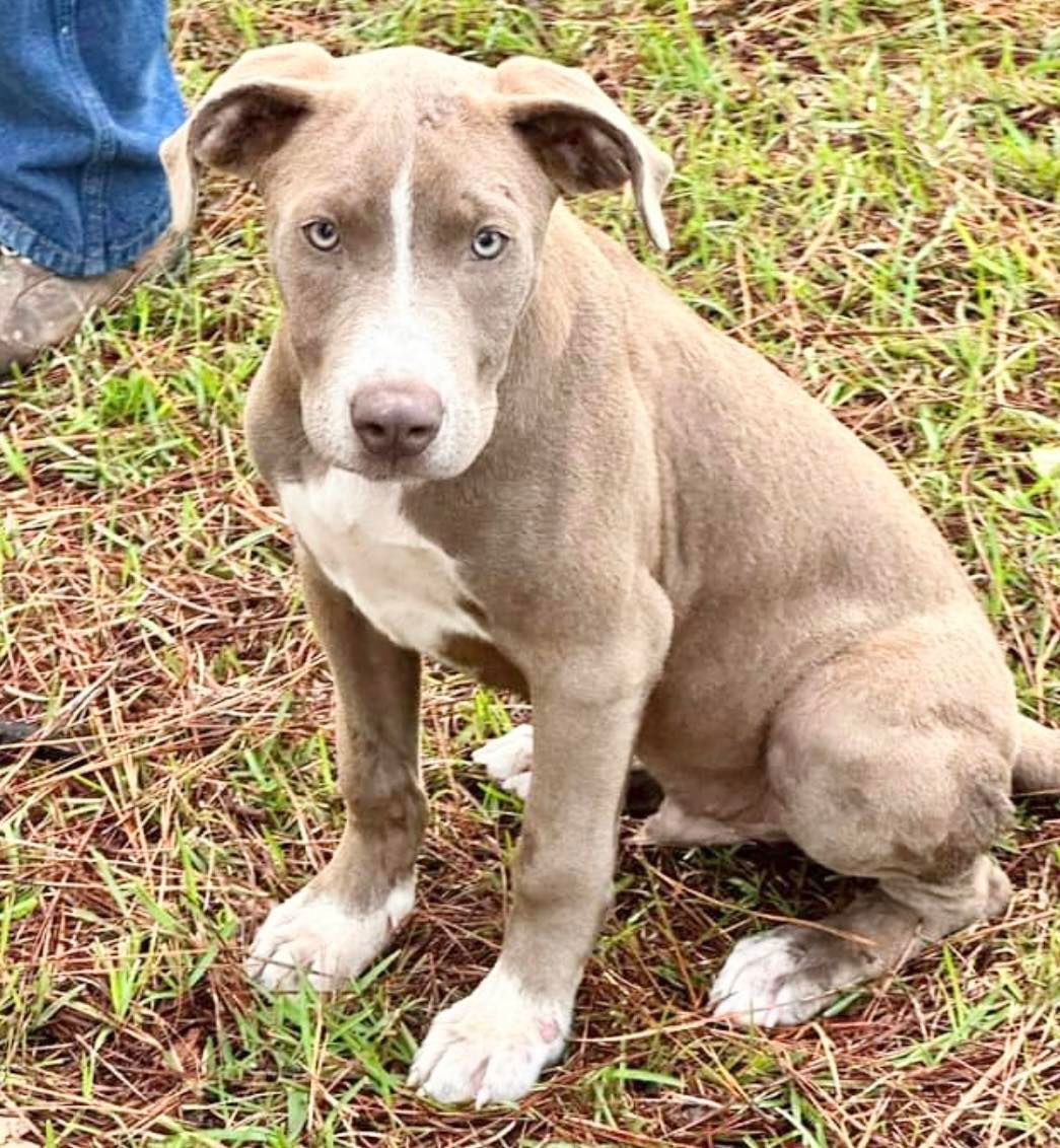 Beau, an adoptable American Bulldog, Retriever in Grand Bay, AL, 36541 | Photo Image 2