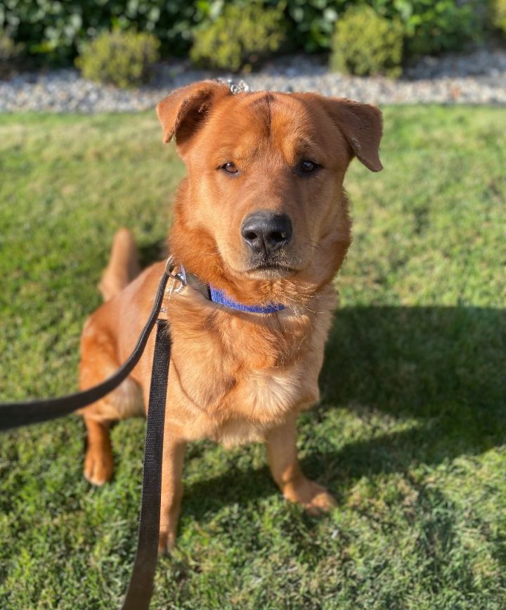 Shepherd store chow dog