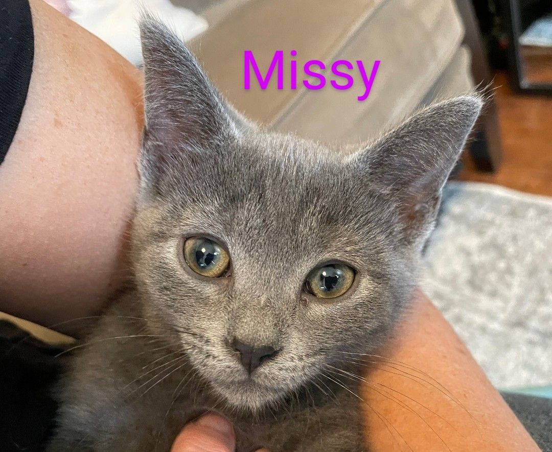 Cat for adoption ADOPTED ..NO LONGER AVAILABLE....MISSY , a Russian