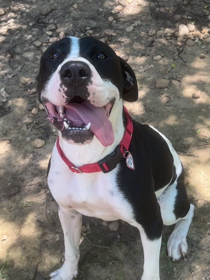 English pointer boxer store mix