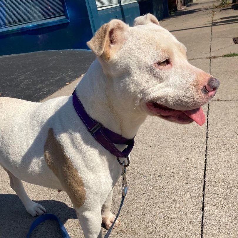 Dog for adoption Queenie foster or adopt, a Terrier Mix in