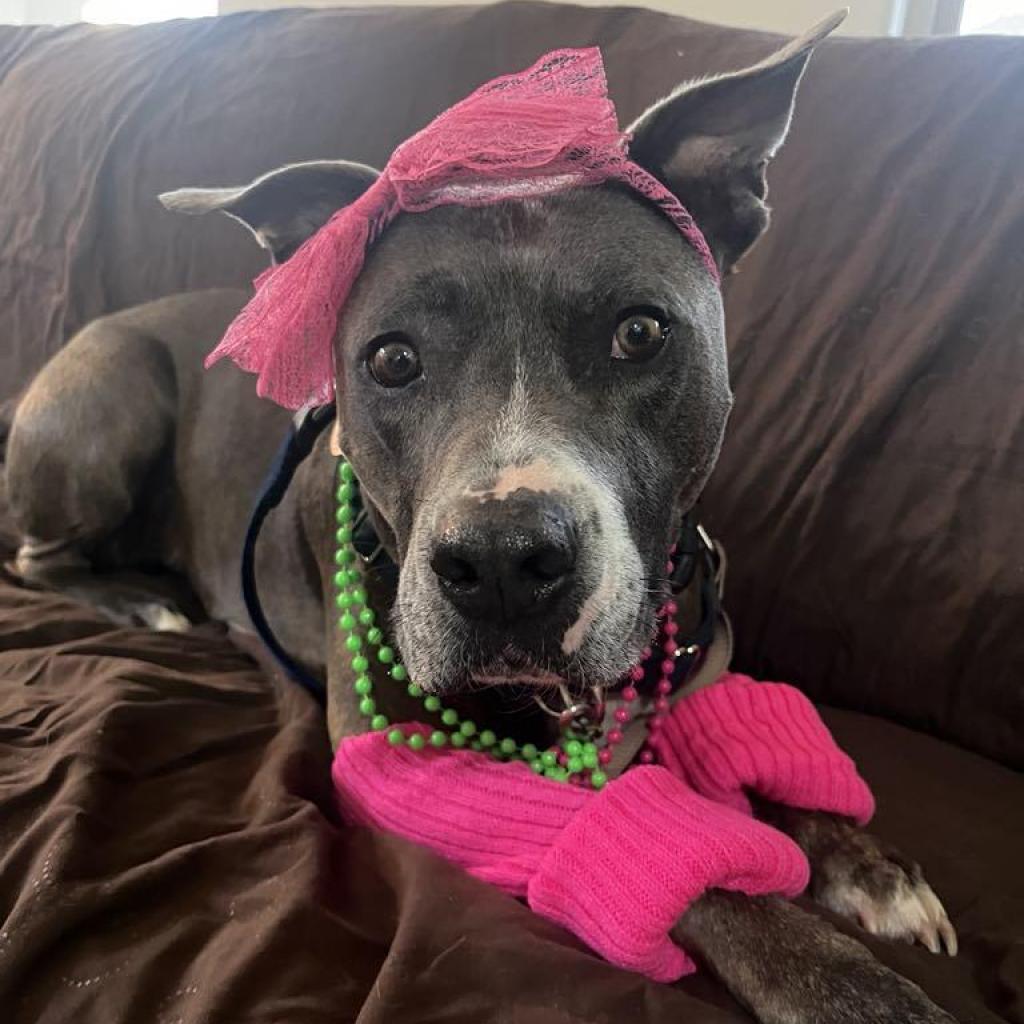 Florida Beauty, an adoptable Pit Bull Terrier in Kanab, UT, 84741 | Photo Image 1