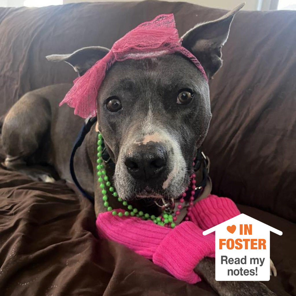Florida Beauty, an adoptable Pit Bull Terrier in Kanab, UT, 84741 | Photo Image 1