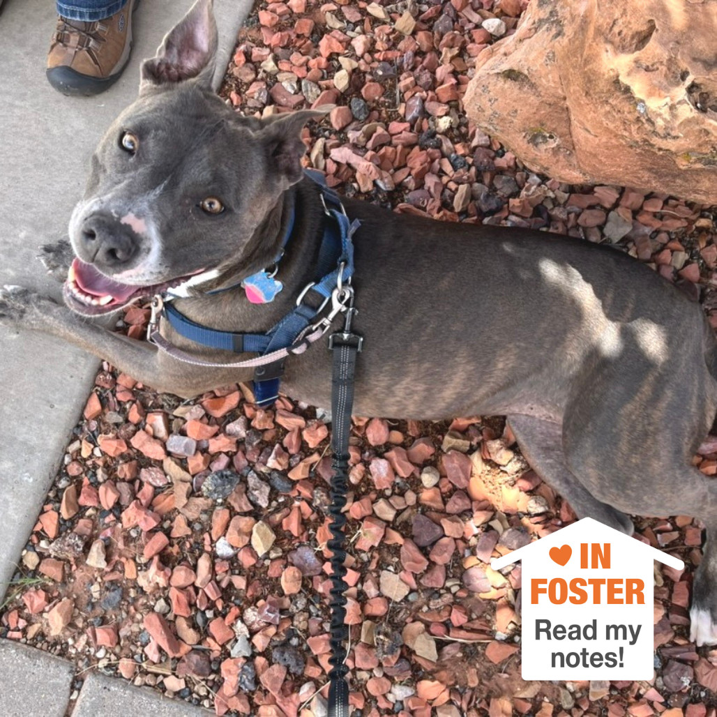 Florida Beauty, an adoptable Pit Bull Terrier in Kanab, UT, 84741 | Photo Image 1