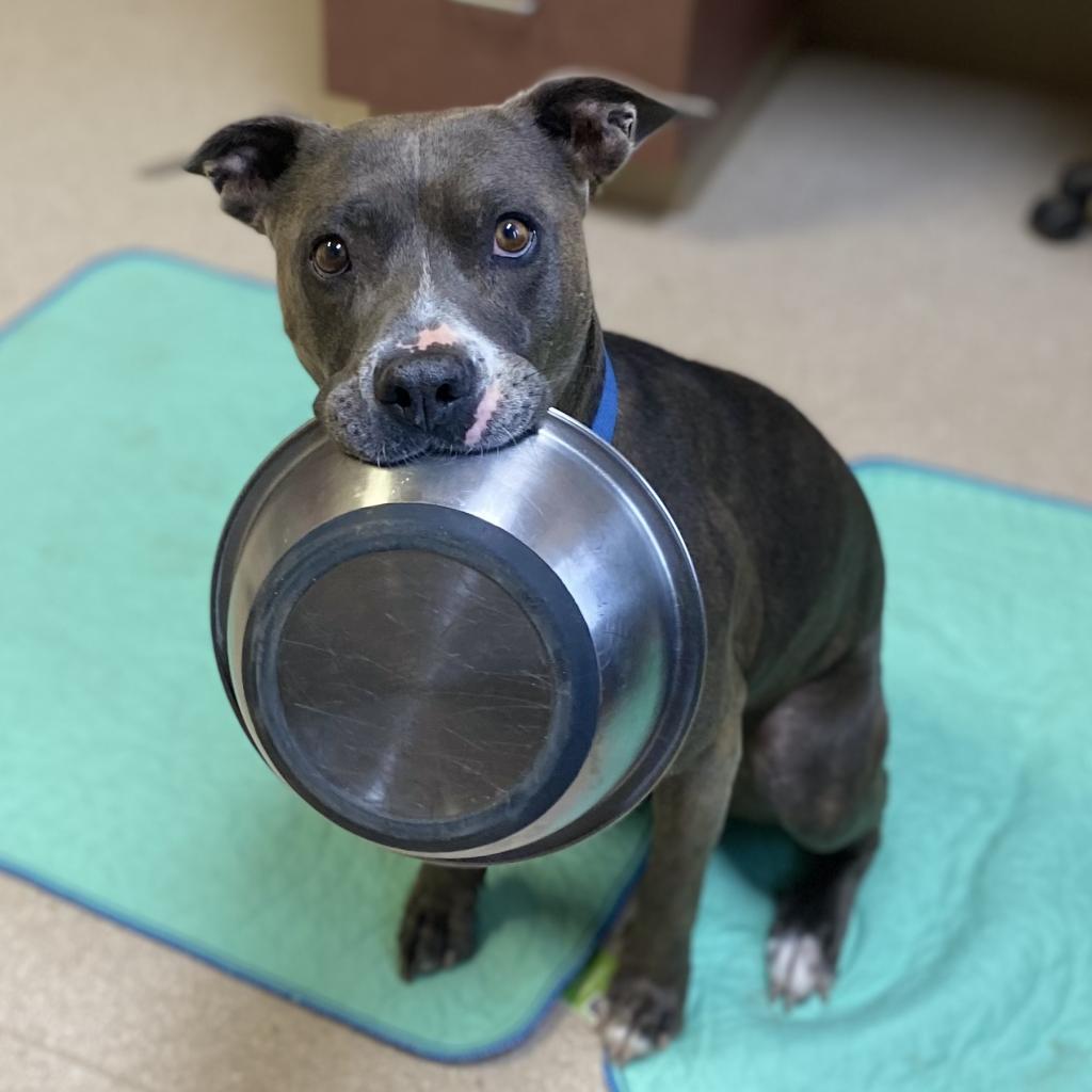 Florida Beauty, an adoptable Pit Bull Terrier in Kanab, UT, 84741 | Photo Image 2