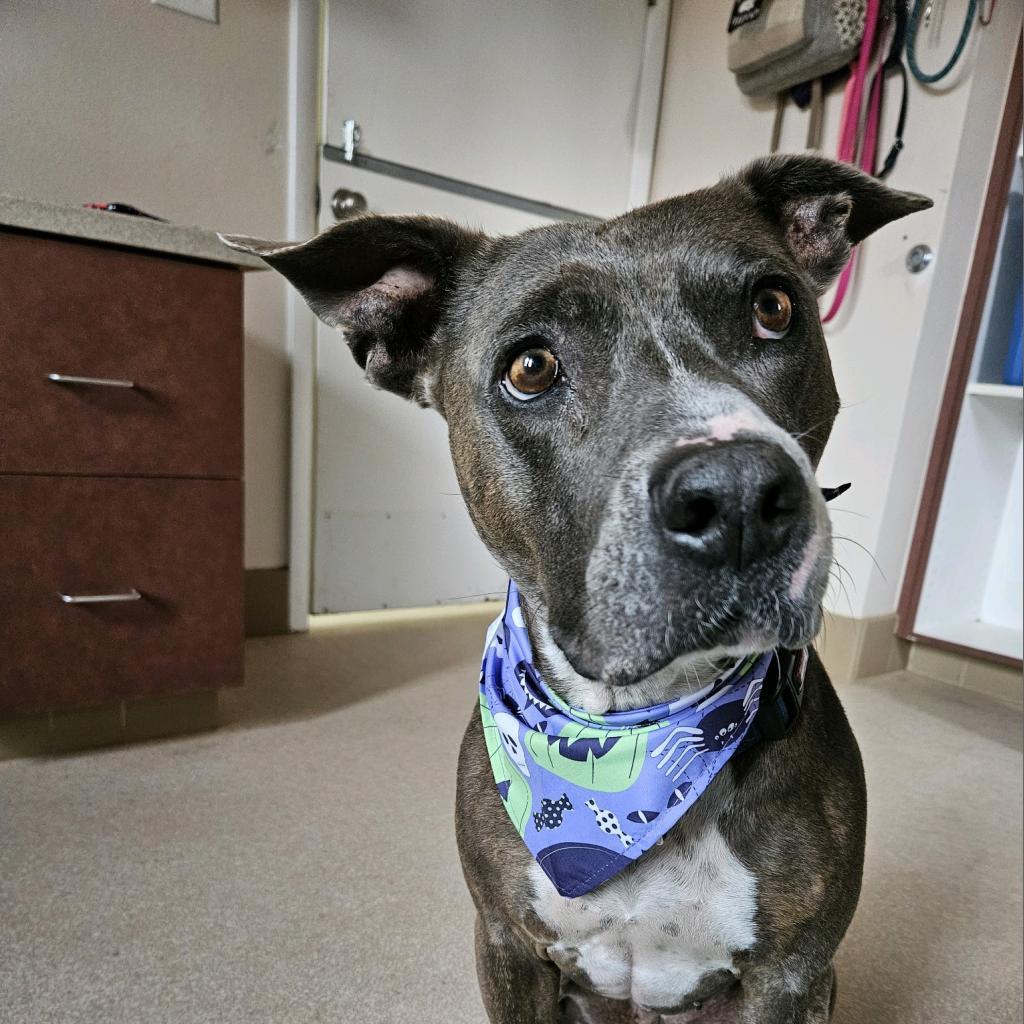 Florida Beauty, an adoptable Pit Bull Terrier in Kanab, UT, 84741 | Photo Image 3