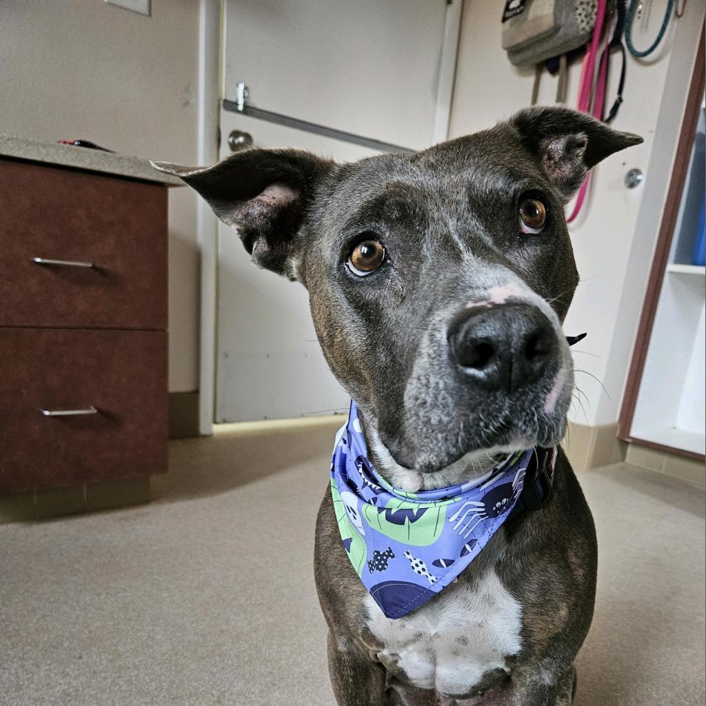 Florida Beauty, an adoptable Pit Bull Terrier in Kanab, UT, 84741 | Photo Image 4