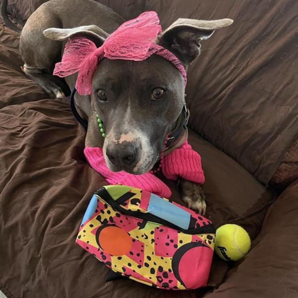 Florida Beauty, an adoptable Pit Bull Terrier in Kanab, UT, 84741 | Photo Image 5