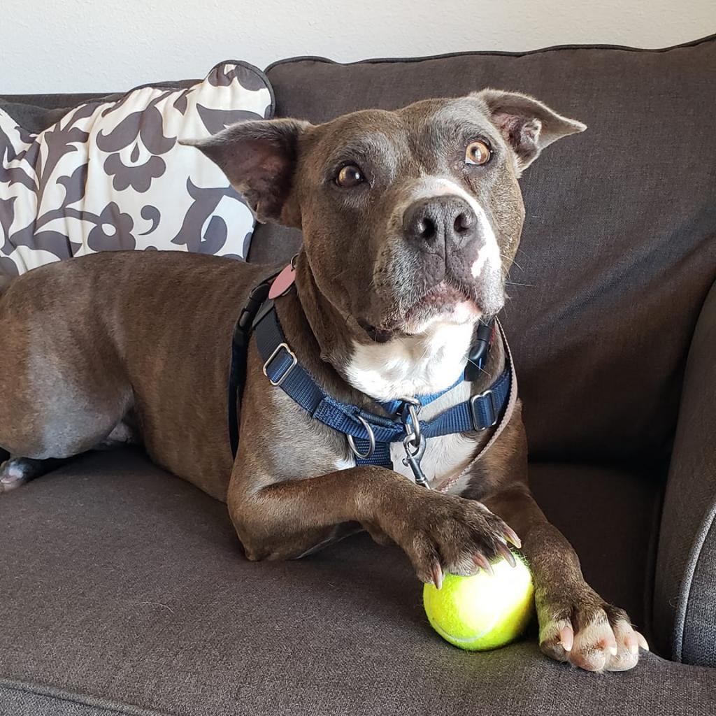 Florida Beauty, an adoptable Pit Bull Terrier in Kanab, UT, 84741 | Photo Image 6