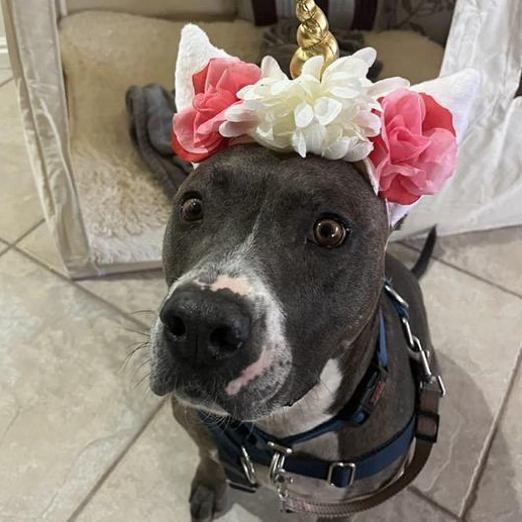 Florida Beauty, an adoptable Pit Bull Terrier in Kanab, UT, 84741 | Photo Image 6